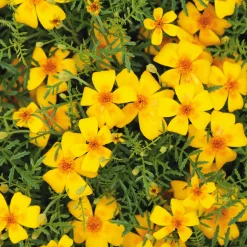 Manufactum Blumensamen Duftende Blumen Online