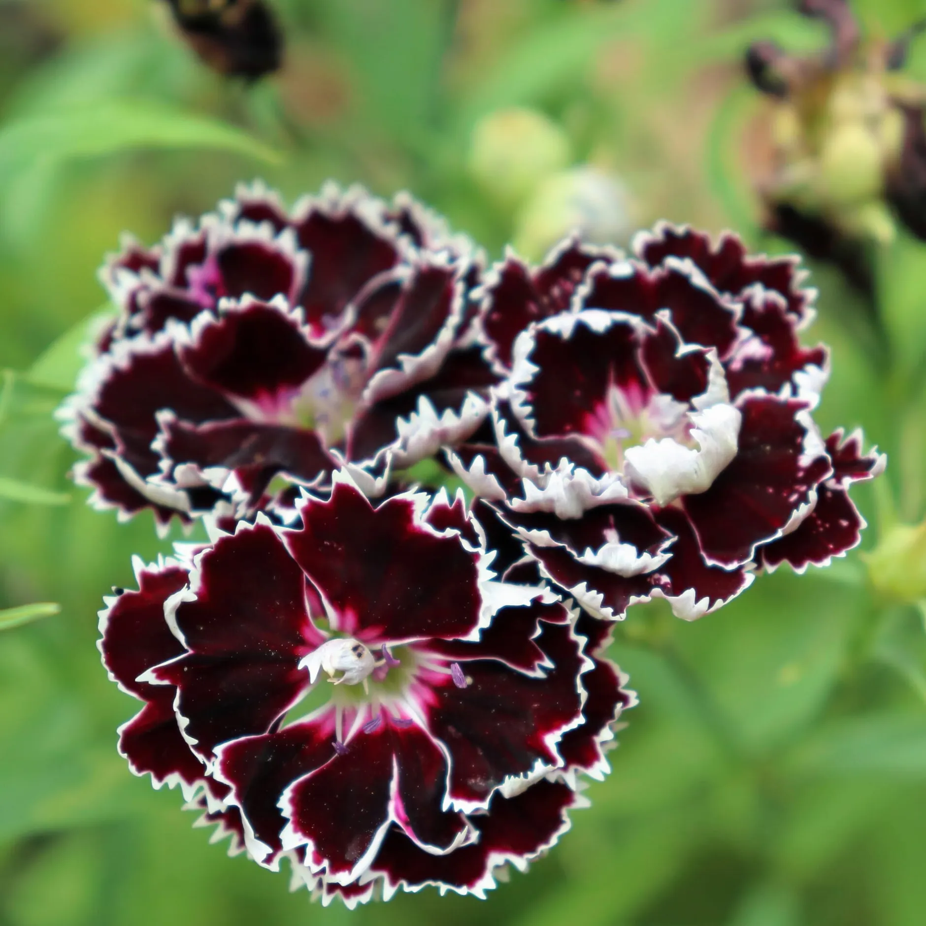 Manufactum Blumensamen Duftende Blumen Online