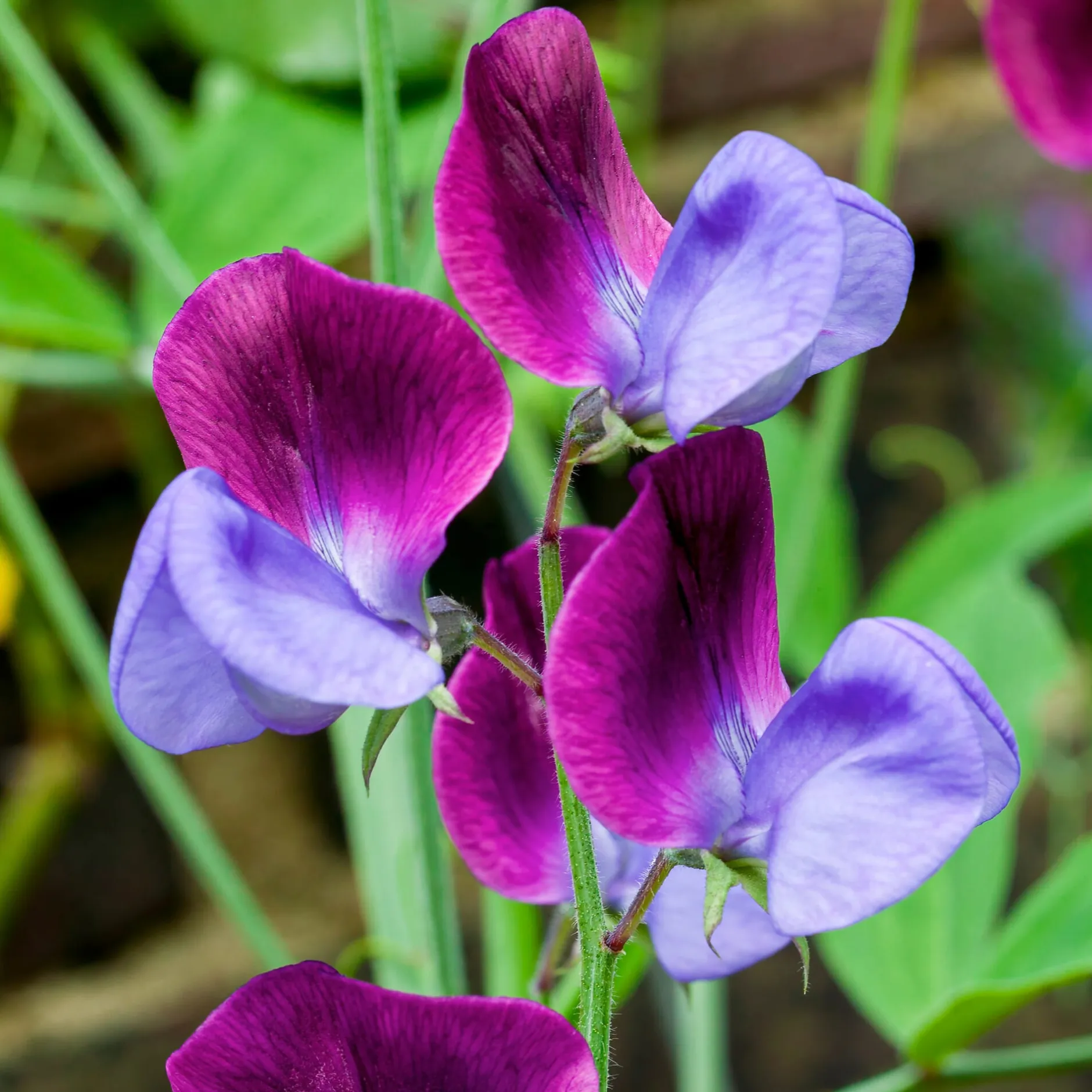 Manufactum Blumensamen Duftende Blumen Online