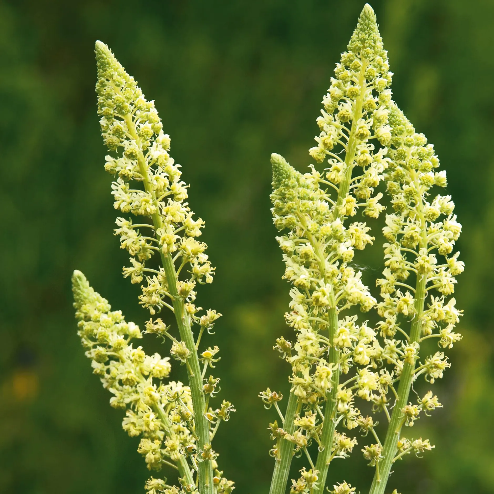 Manufactum Blumensamen Duftende Blumen Online