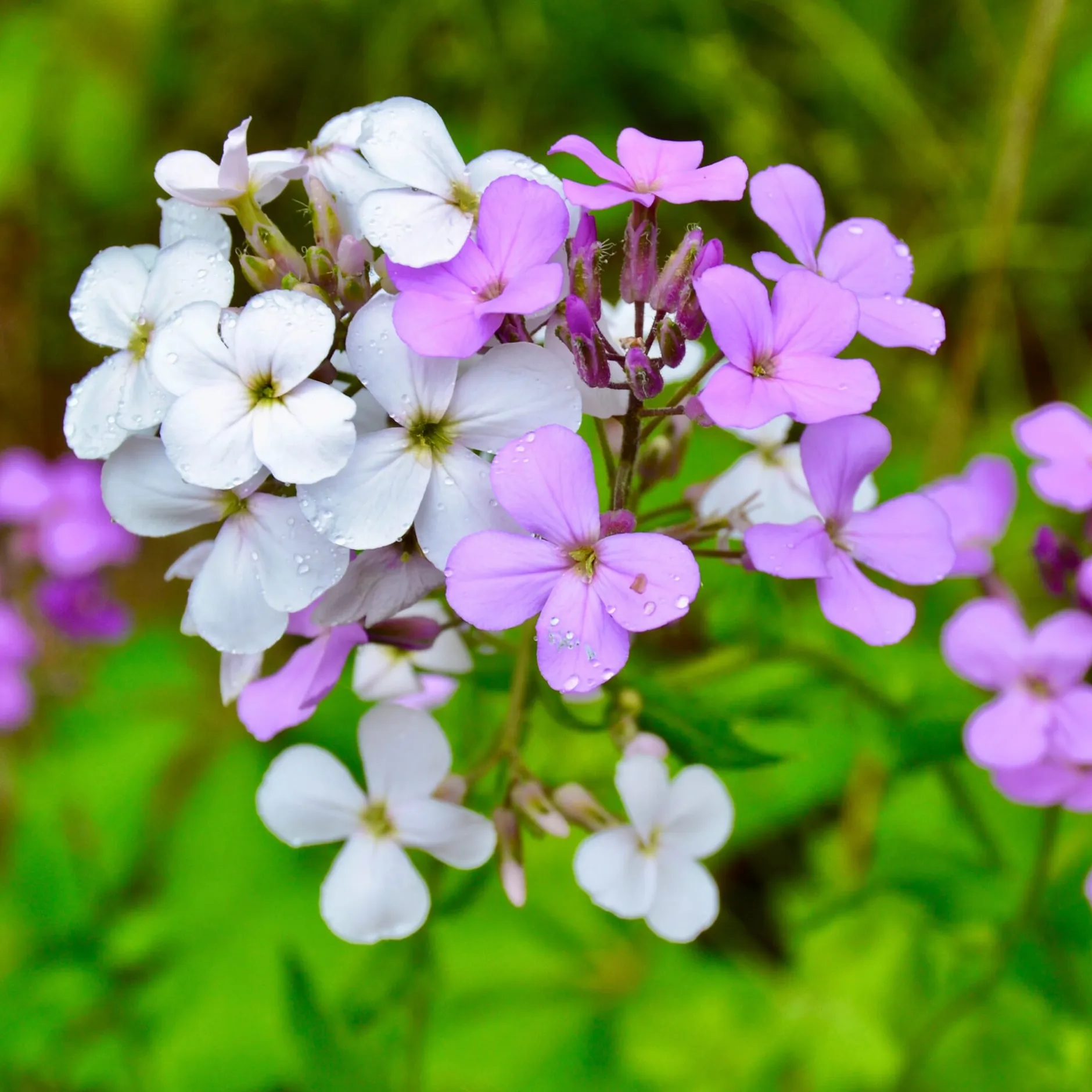 Manufactum Blumensamen Duftende Blumen Online