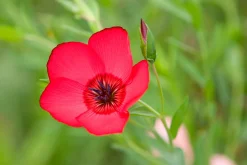 Manufactum Blumensamen für trockene heiße Plätze Discount