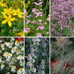 Manufactum Blumensamen Heilpflanzen für die Hausapotheke Discount