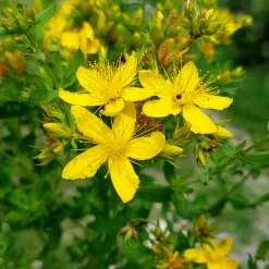 Manufactum Blumensamen Heilpflanzen für die Hausapotheke Discount
