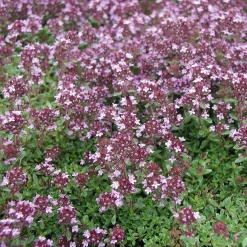 Manufactum Blumensamen Heilpflanzen für die Hausapotheke Discount