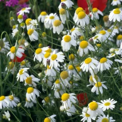 Manufactum Blumensamen Heilpflanzen für die Hausapotheke Discount