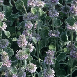 Manufactum Blumensamen Heilpflanzen für die Hausapotheke Discount