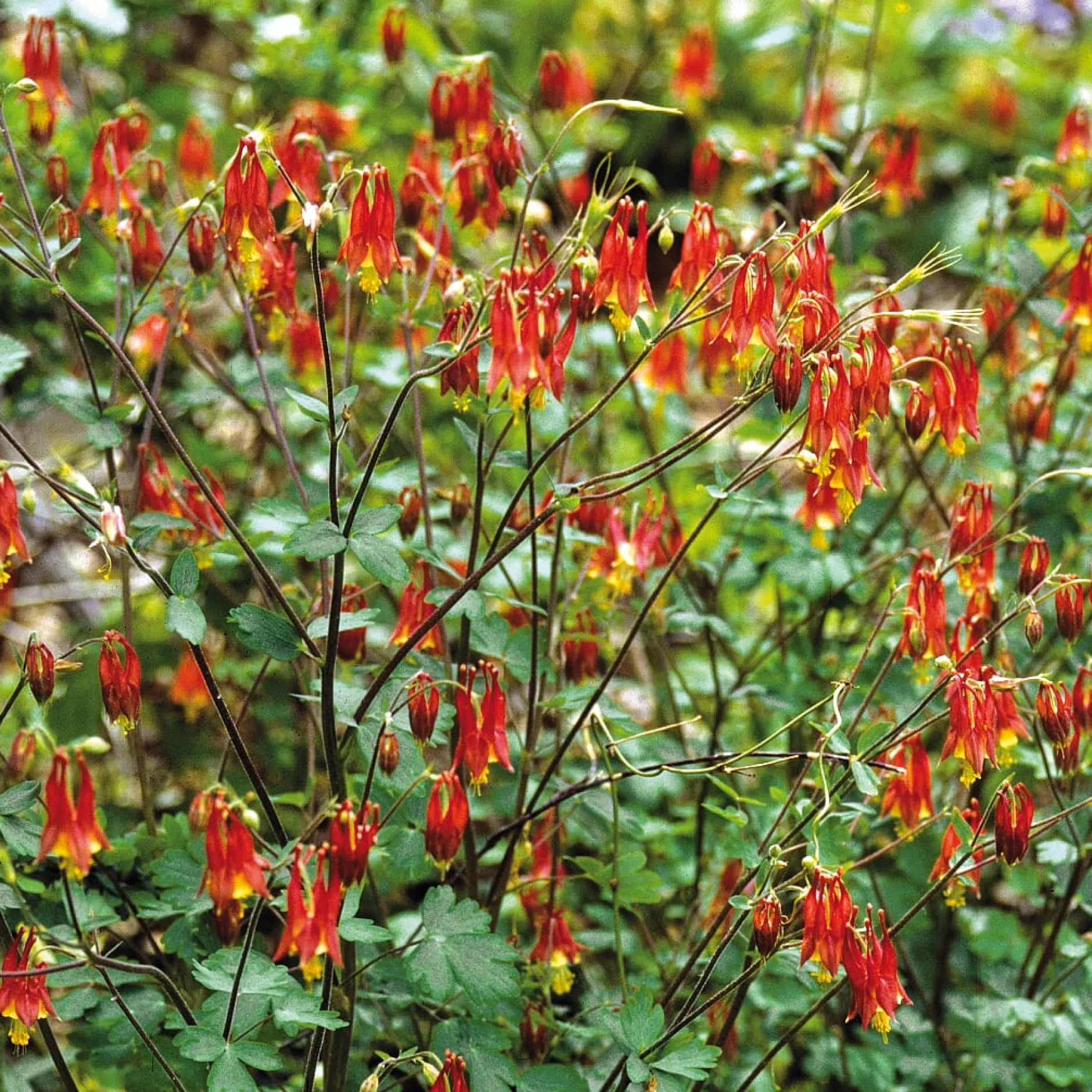 Manufactum Blumensamen Historische Akeleien New