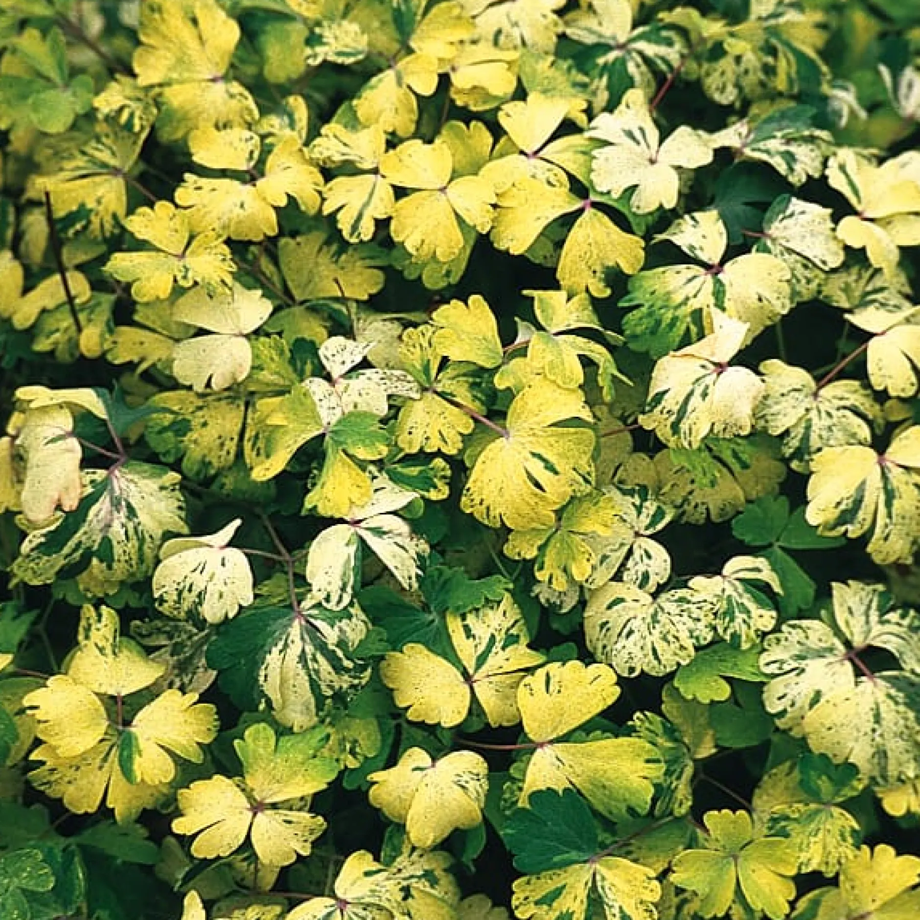 Manufactum Blumensamen Historische Akeleien New