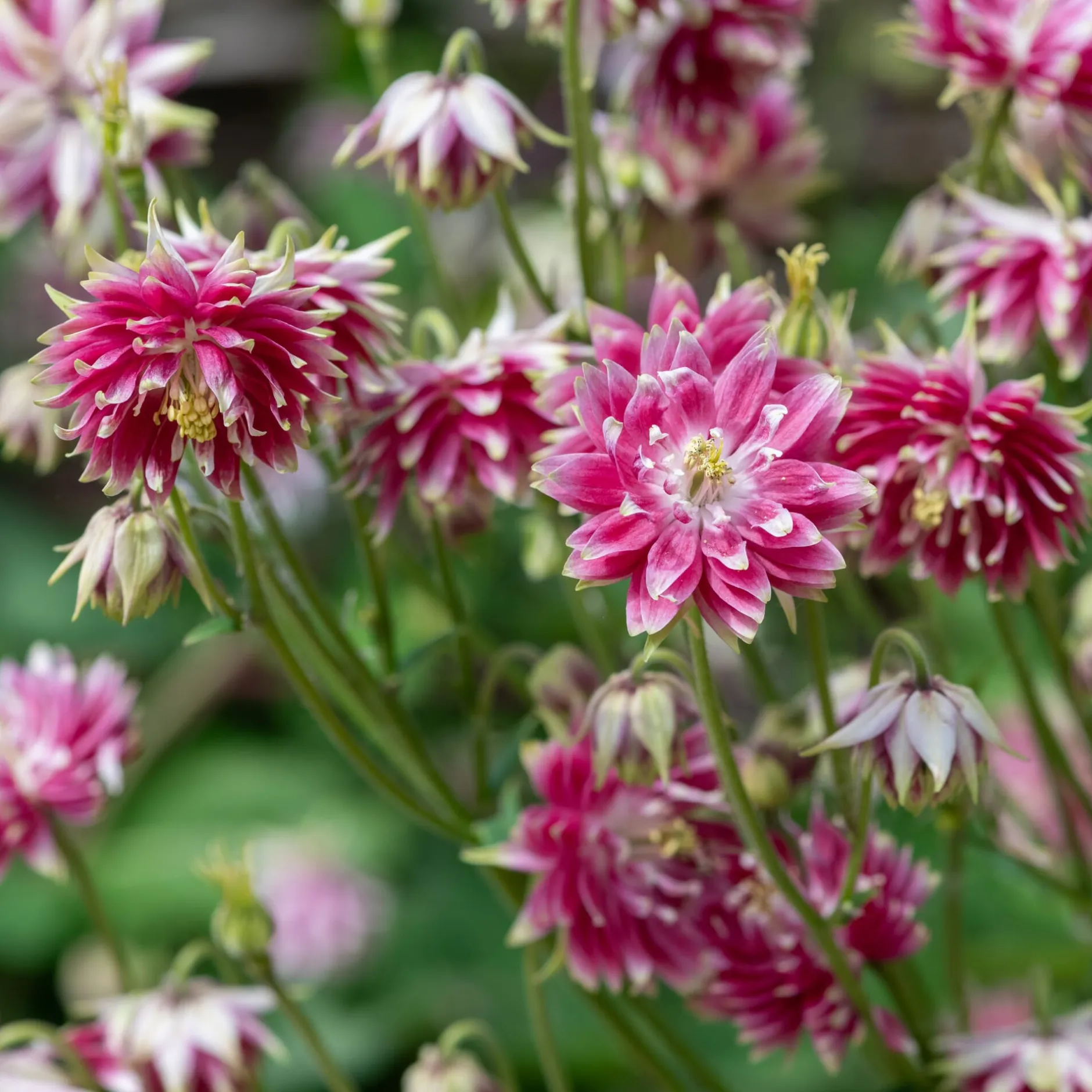 Manufactum Blumensamen Historische Akeleien New