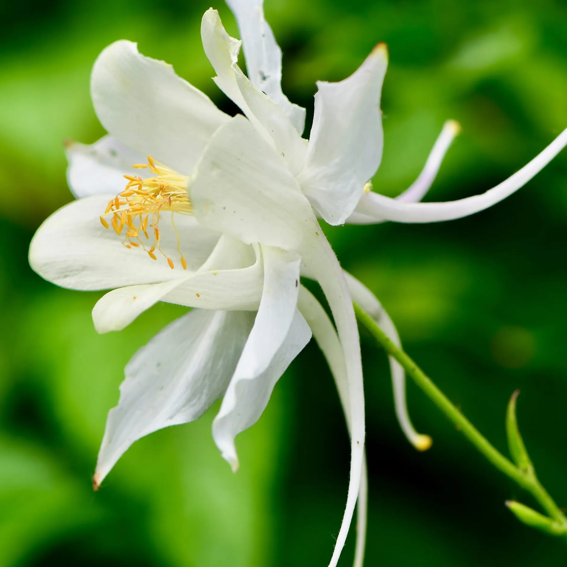 Manufactum Blumensamen Historische Akeleien New