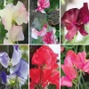 Manufactum Blumensamen Historische Duftwicken Sale