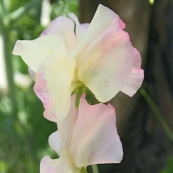 Manufactum Blumensamen Historische Duftwicken Sale