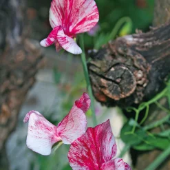 Manufactum Blumensamen Historische Duftwicken Sale