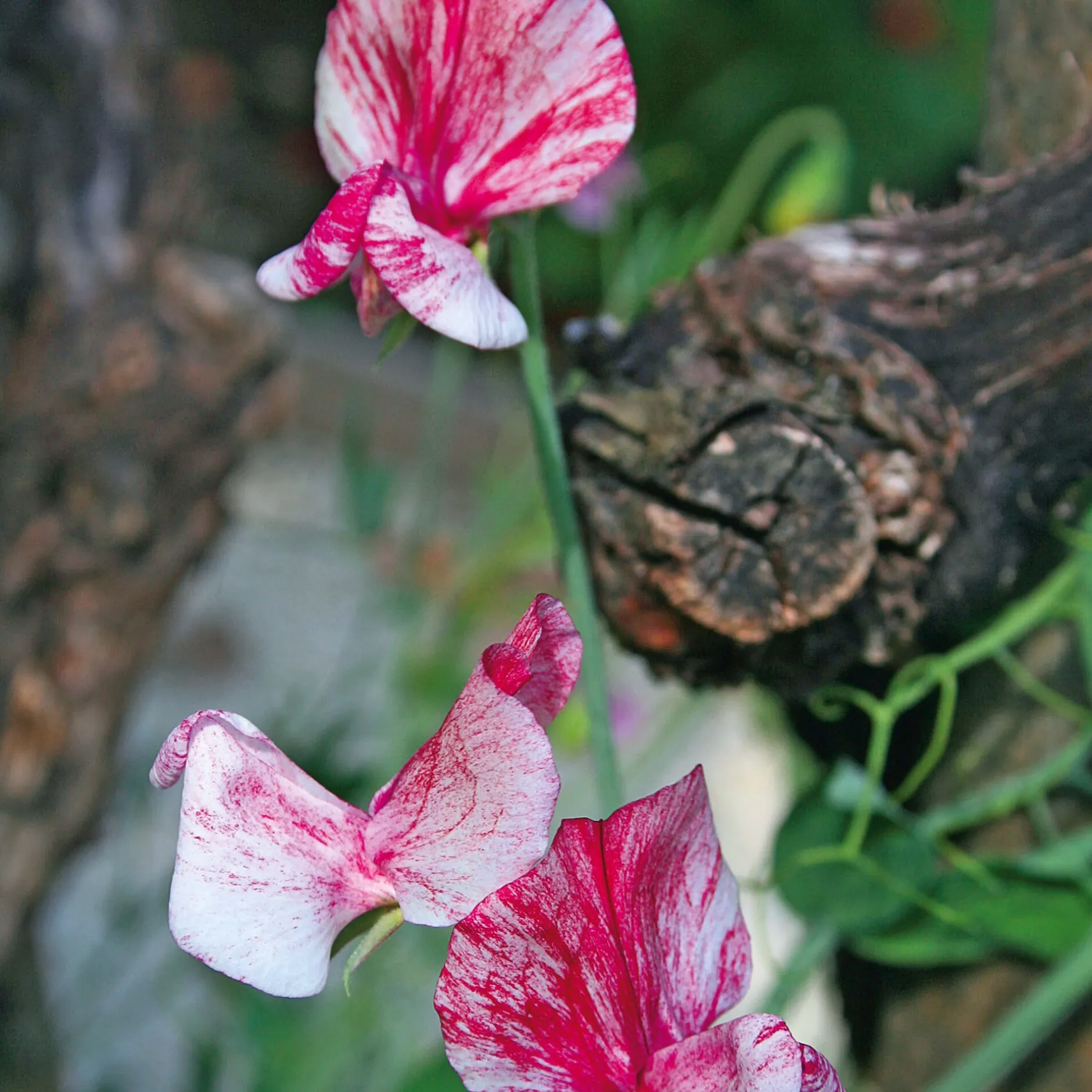 Manufactum Blumensamen Historische Duftwicken Sale