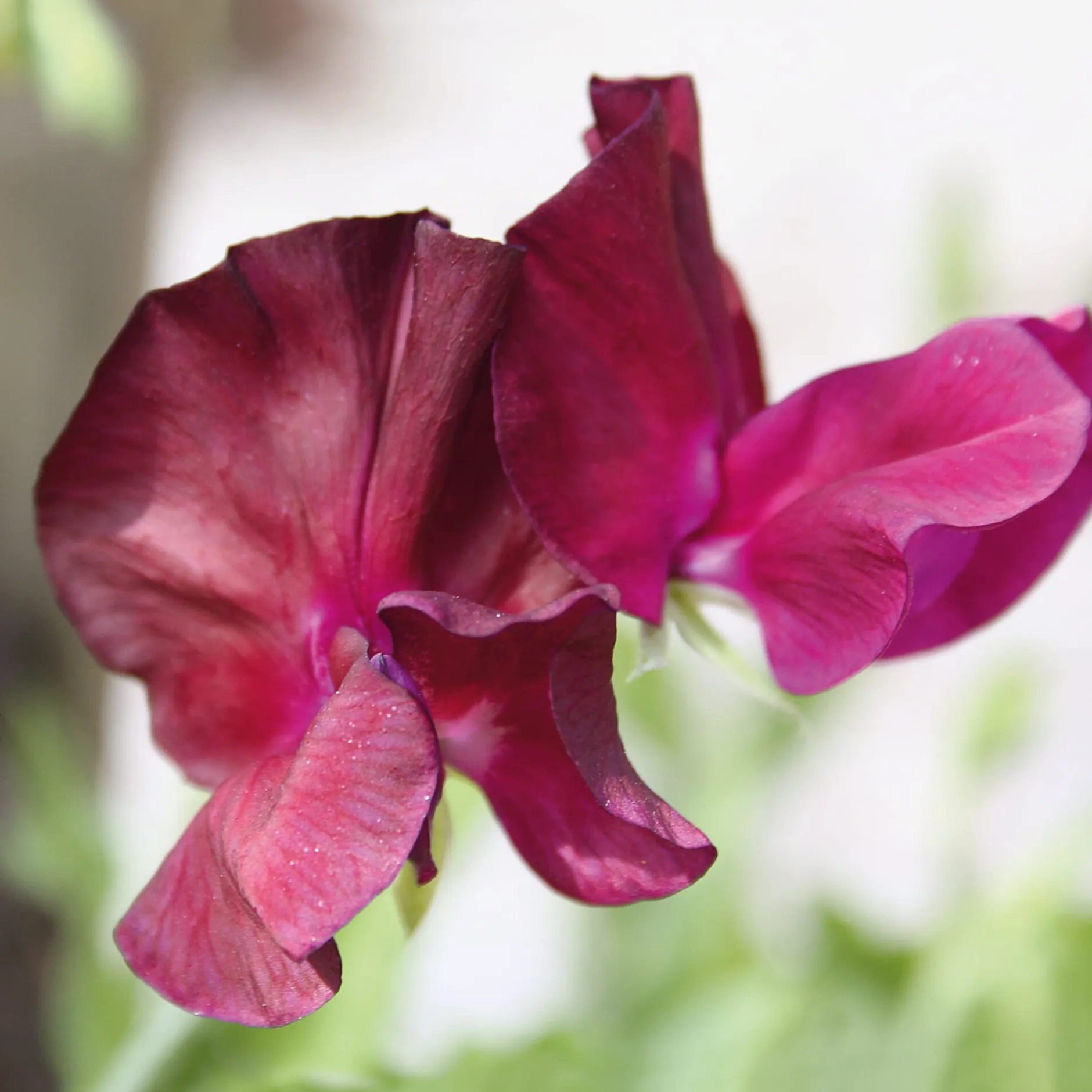 Manufactum Blumensamen Historische Duftwicken Sale