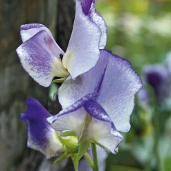 Manufactum Blumensamen Historische Duftwicken Sale