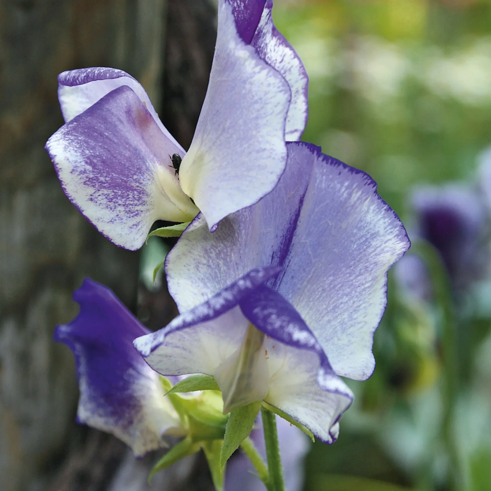 Manufactum Blumensamen Historische Duftwicken Sale
