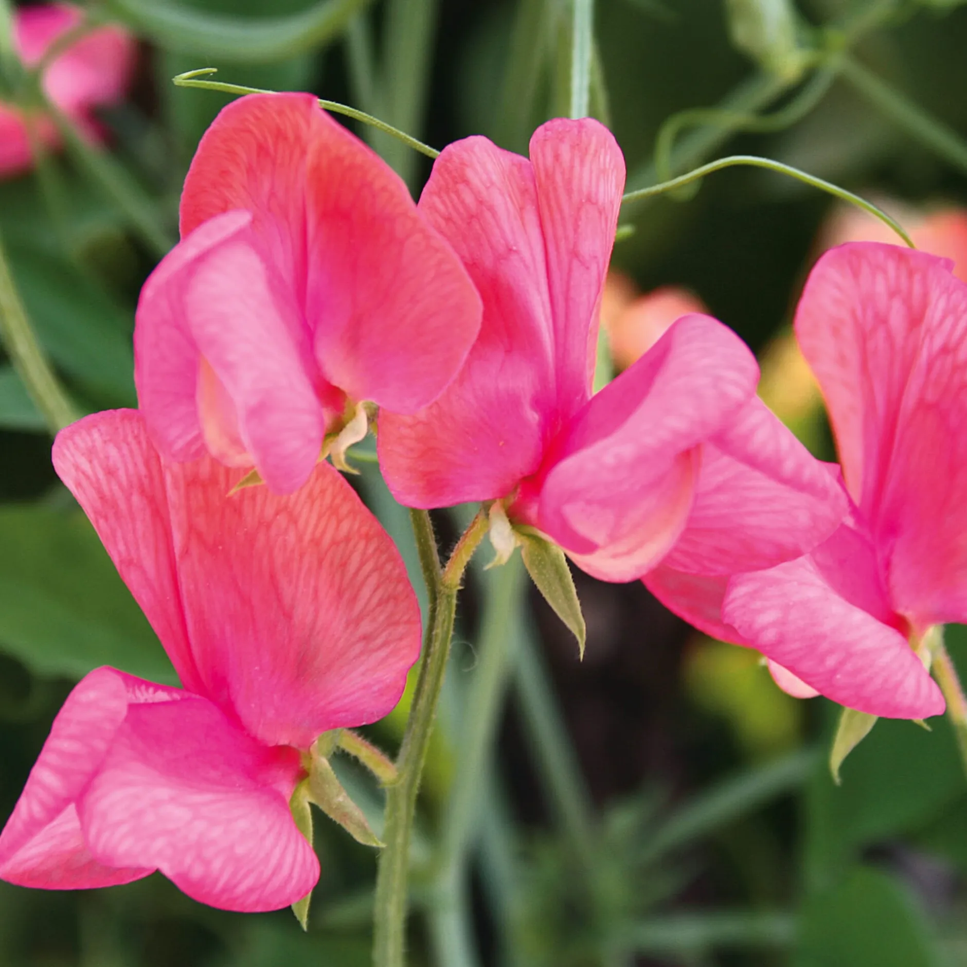 Manufactum Blumensamen Historische Duftwicken Sale