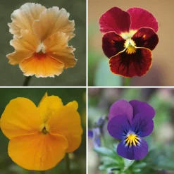 Manufactum Blumensamen Historische Hornveilchen