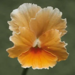 Manufactum Blumensamen Historische Hornveilchen