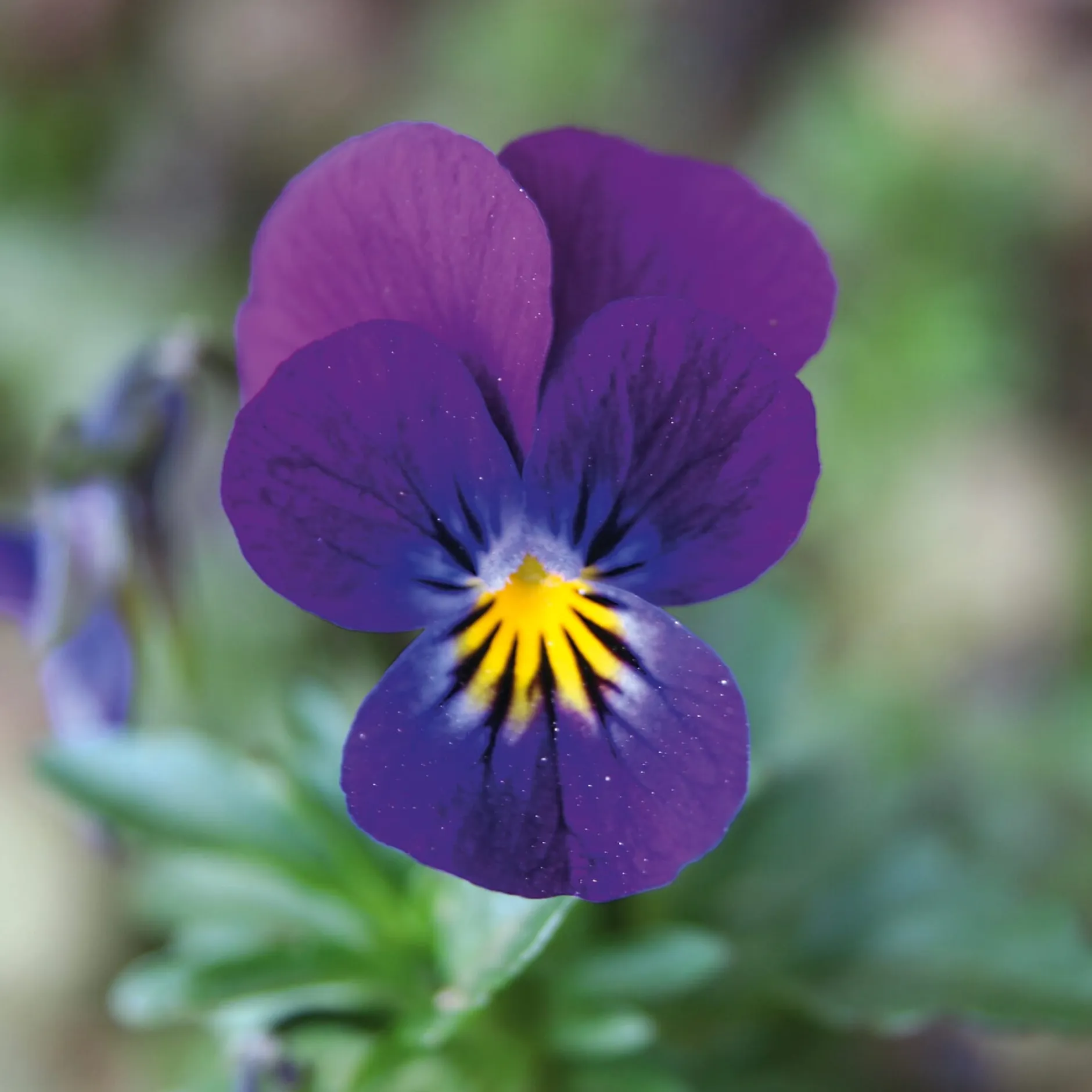 Manufactum Blumensamen Historische Hornveilchen