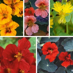 Manufactum Blumensamen Historische Kapuzinerkresse Best