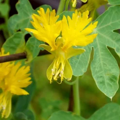 Manufactum Blumensamen Historische Kapuzinerkresse Best