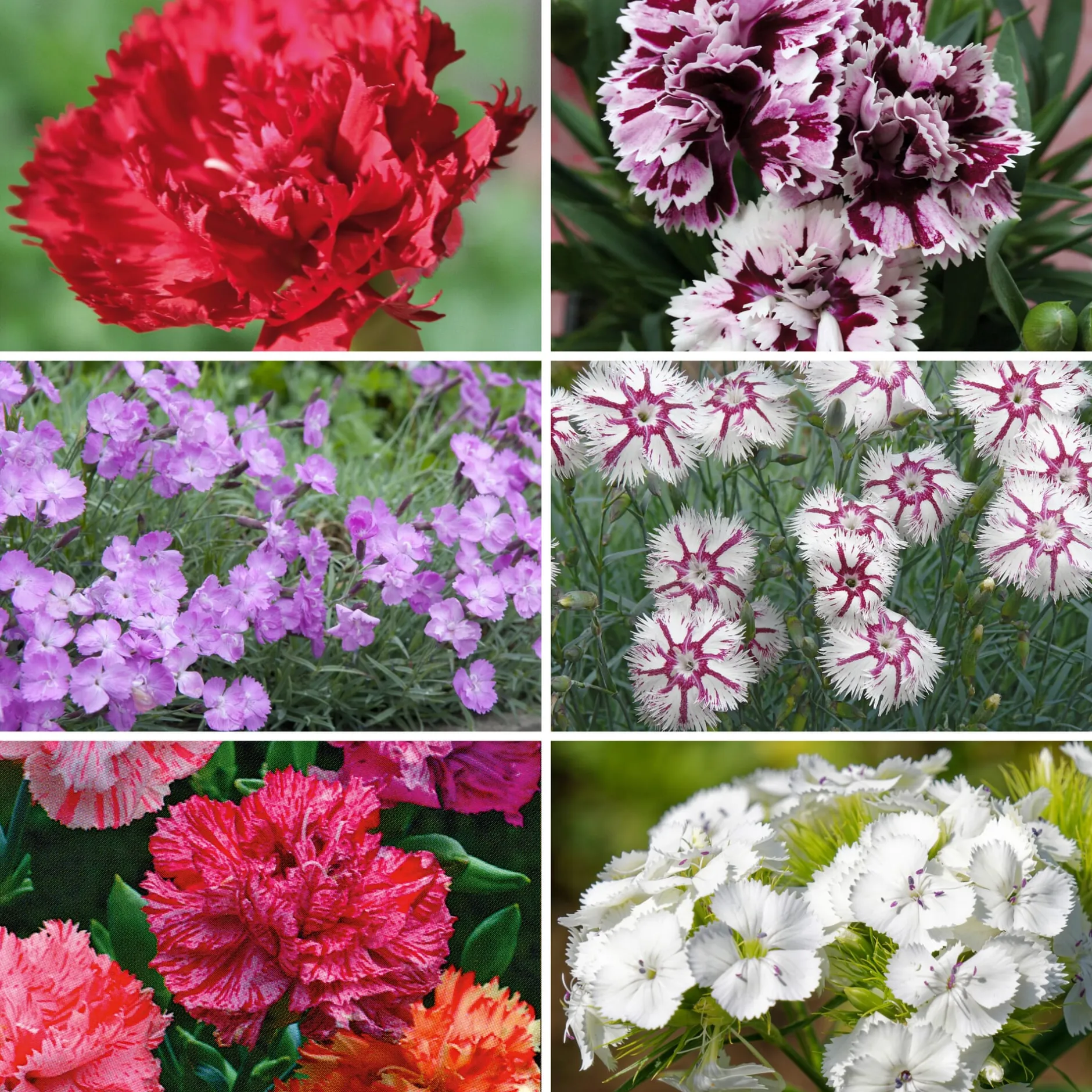 Manufactum Blumensamen Historische Nelken Outlet