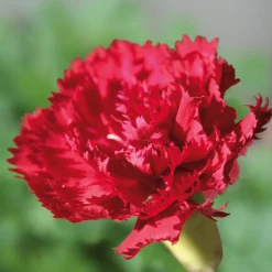 Manufactum Blumensamen Historische Nelken Outlet