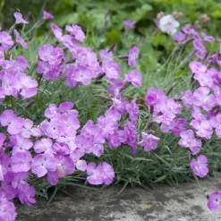 Manufactum Blumensamen Historische Nelken Outlet