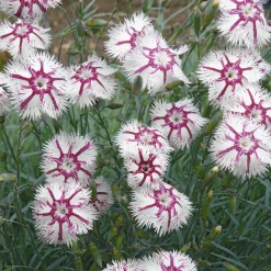 Manufactum Blumensamen Historische Nelken Outlet