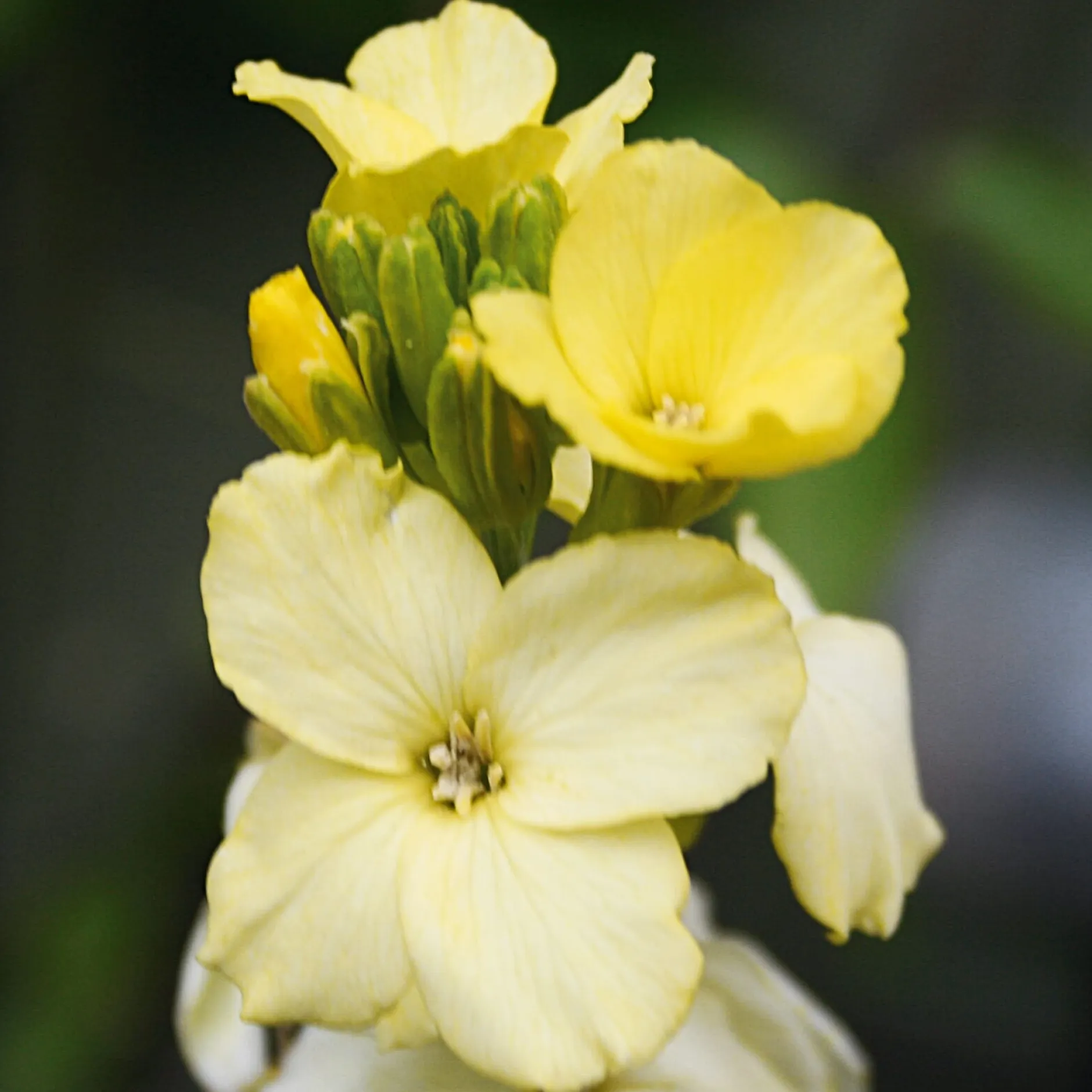 Manufactum Blumensamen Historischer Goldlack Online