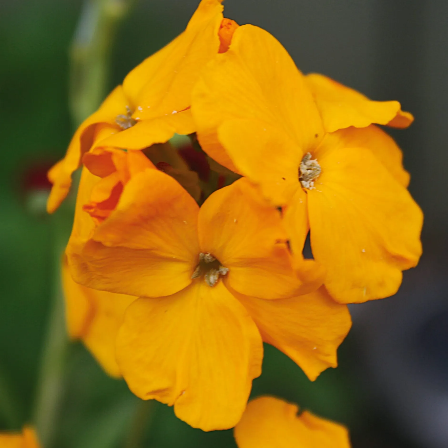 Manufactum Blumensamen Historischer Goldlack Online