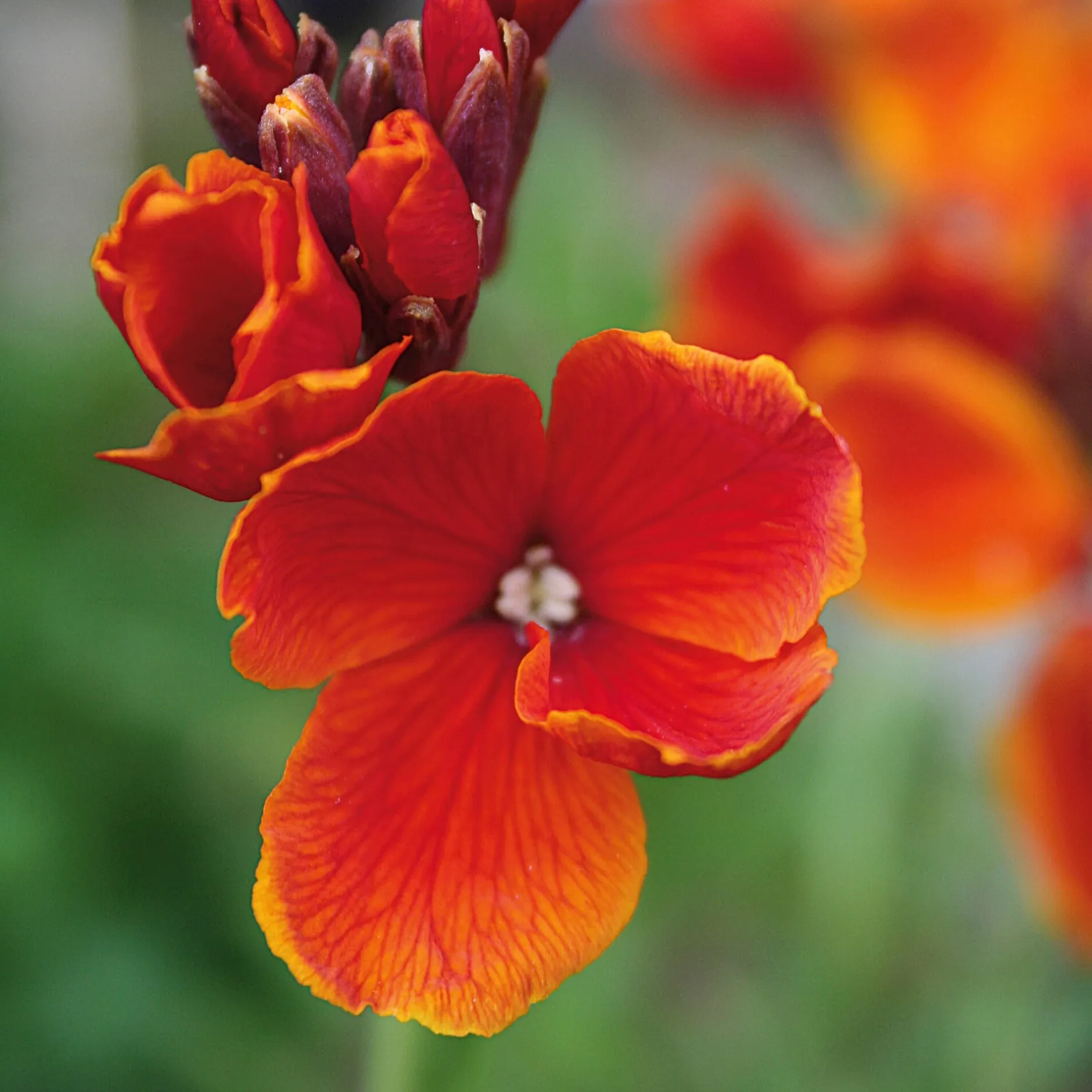 Manufactum Blumensamen Historischer Goldlack Online