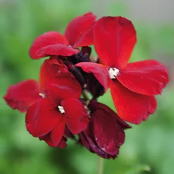 Manufactum Blumensamen Historischer Goldlack Online