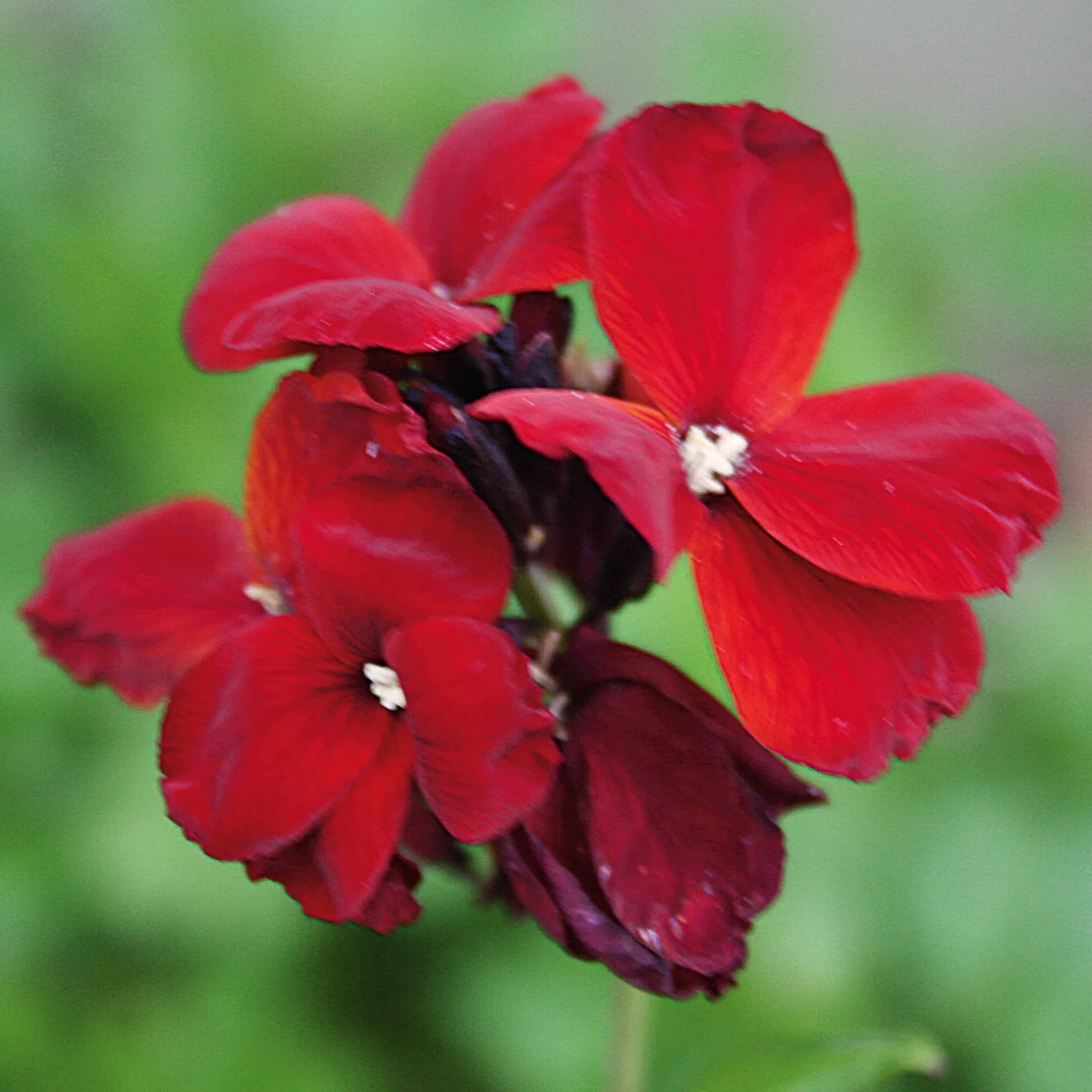 Manufactum Blumensamen Historischer Goldlack Online