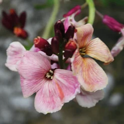 Manufactum Blumensamen Historischer Goldlack Online