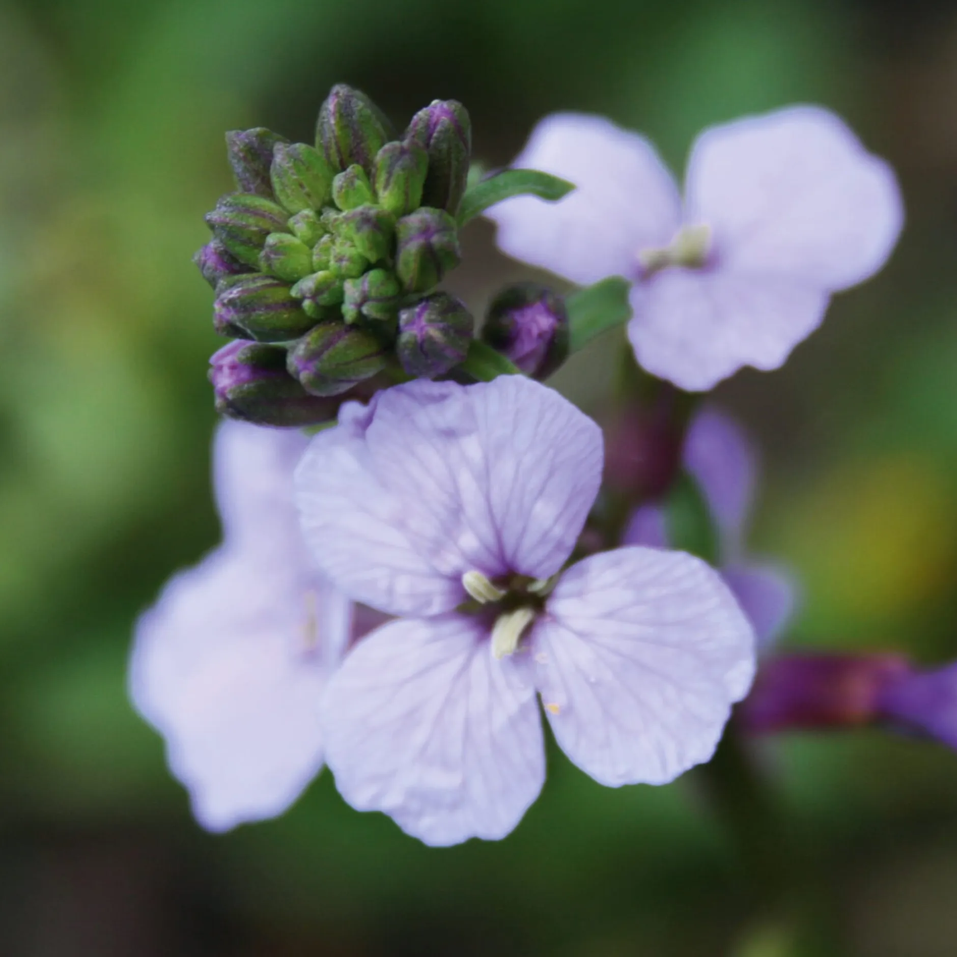 Manufactum Blumensamen Historischer Goldlack Online