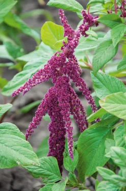 Manufactum Blumensamen Samenkugeln Online