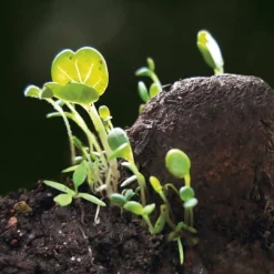 Manufactum Blumensamen Samenkugeln Discount