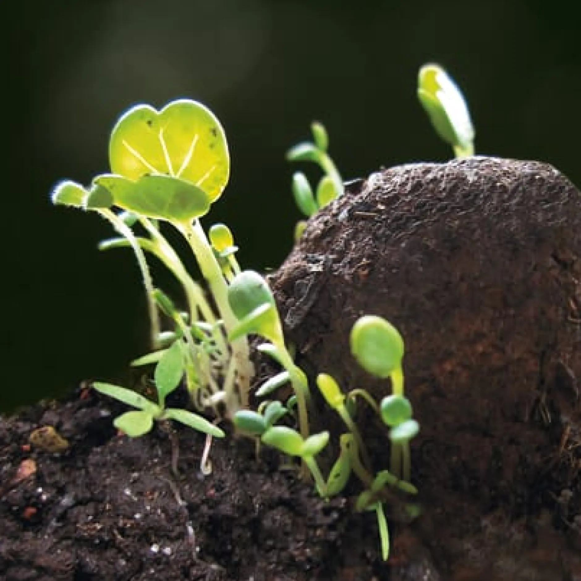 Manufactum Blumensamen Samenkugeln Discount