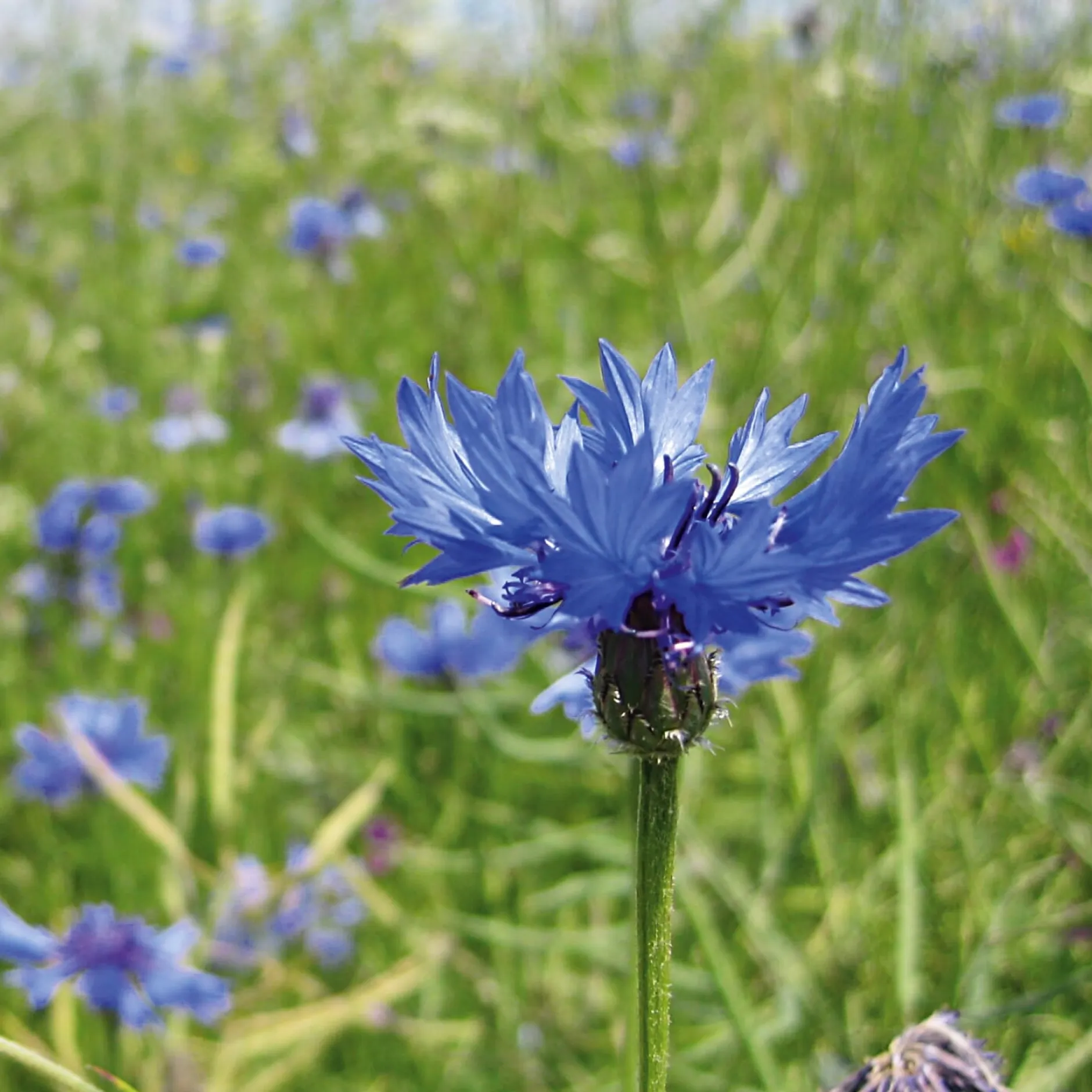 Manufactum Blumensamen Samenkugeln Discount