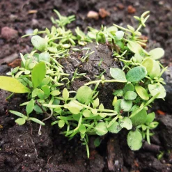 Manufactum Blumensamen Samenkugeln Best