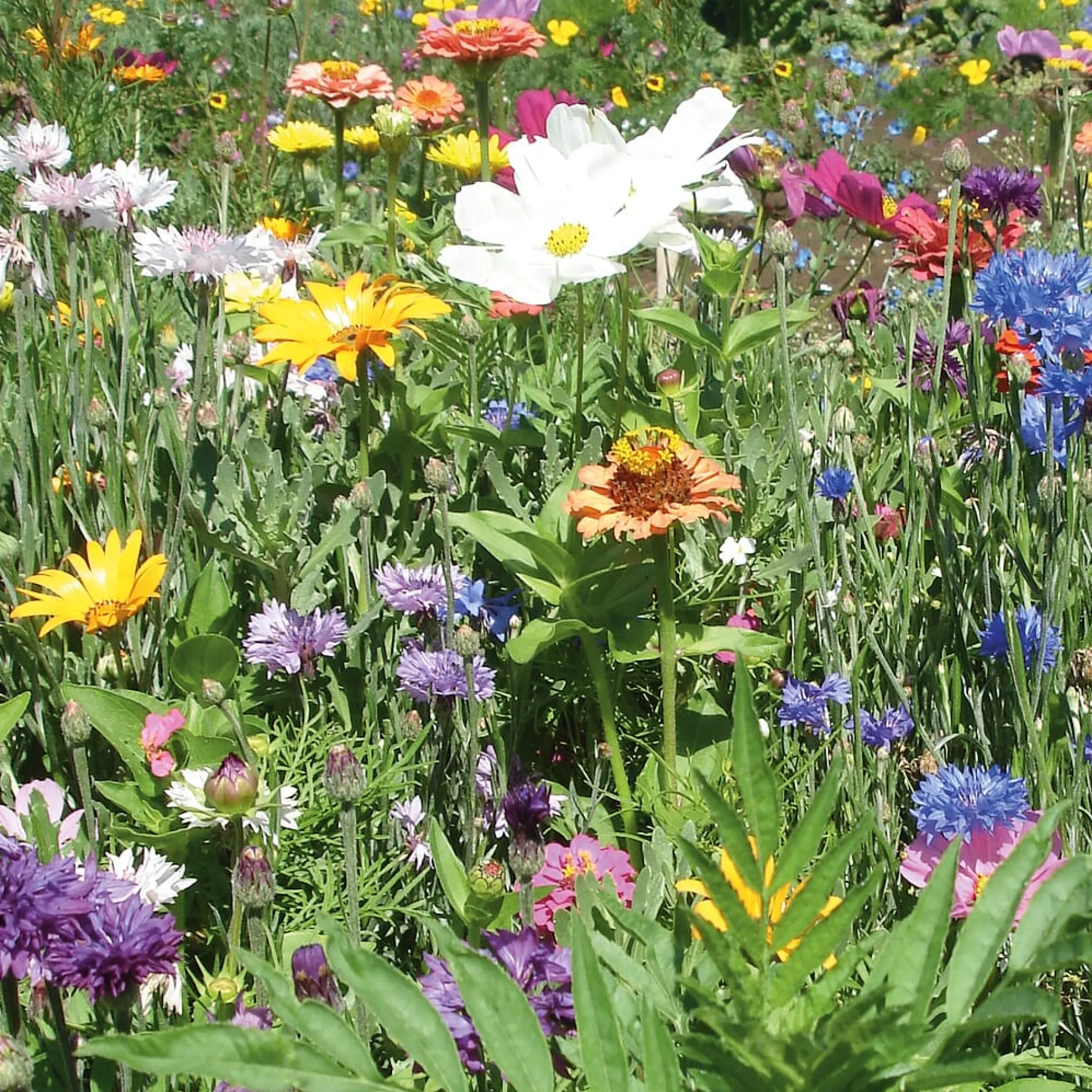 Manufactum Blumensamen Samenkugeln Best