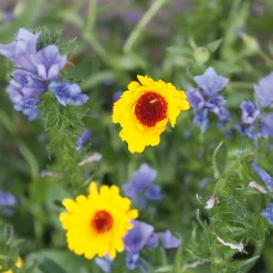 Manufactum Blumensamen Samenkugeln Best