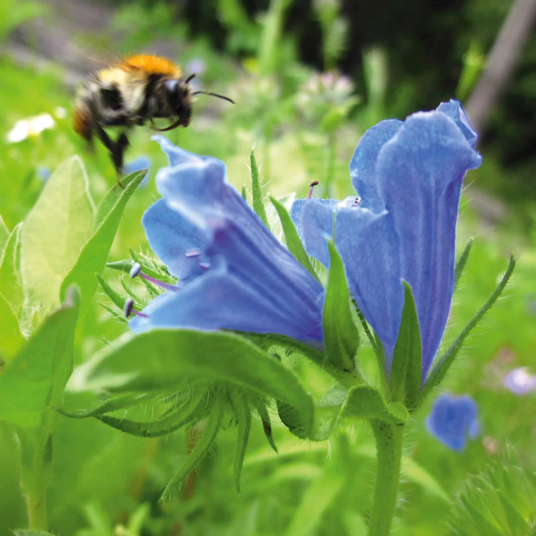 Manufactum Blumensamen Samenkugeln Hot