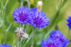Manufactum Blumensamen Schnittblumen aus dem eigenen Garten Outlet