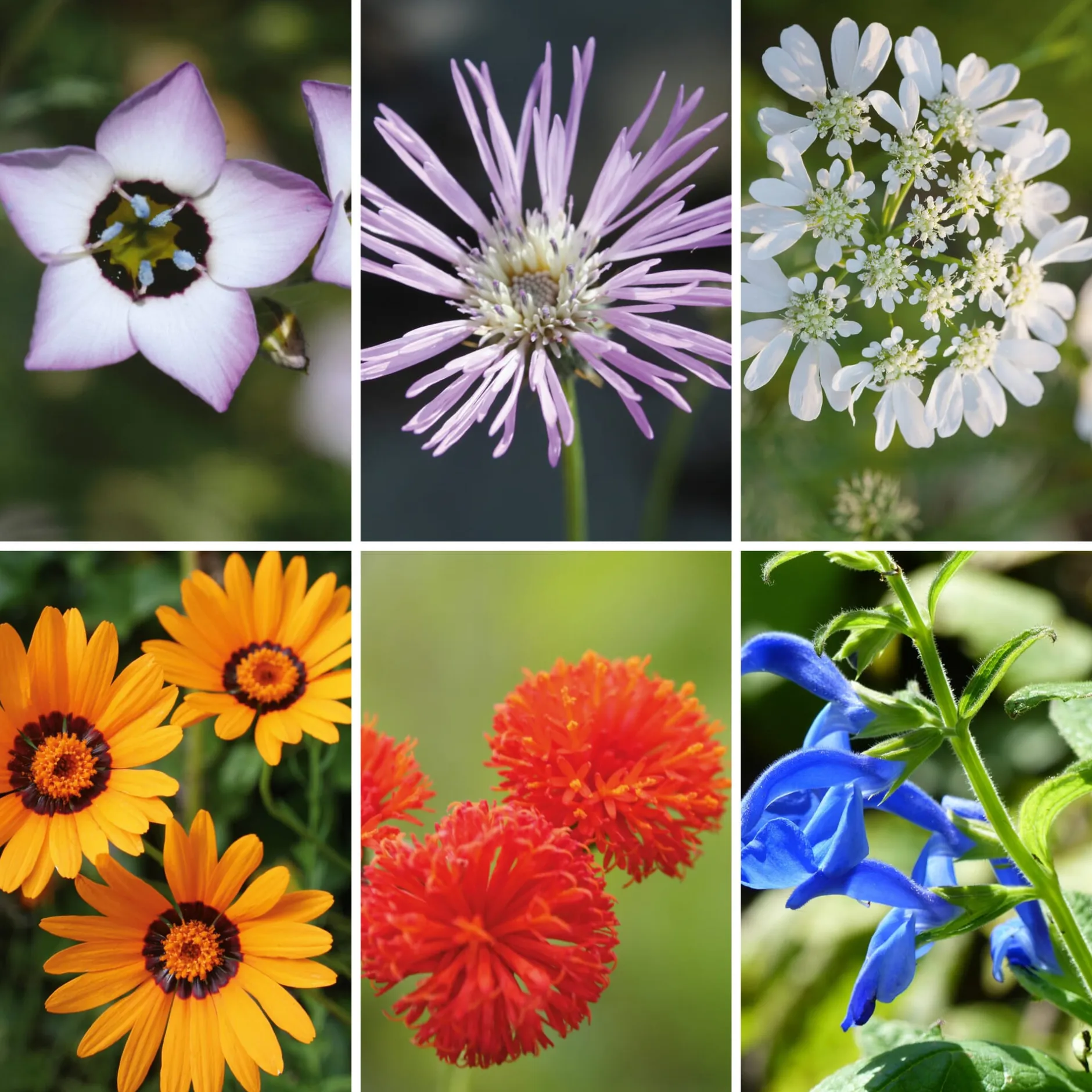 Manufactum Blumensamen Seltene einjährige Blumen Best