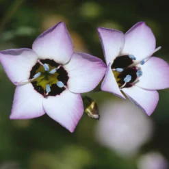 Manufactum Blumensamen Seltene einjährige Blumen Best